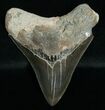 Megalodon Tooth - Sharp Tip #6378-1